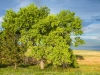 0422_trees_south-dakota