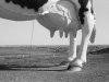 10-24-77_16_worlds_largest_cow_new_salem_north_dakota
