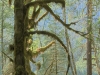 hoh_rain_forest_vertical_hdr2