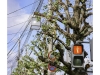 2019n022_09, Ginko Biloba Tree With Stop Sign, Saitocho District, Kyoto, Japan.jpg